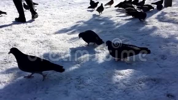 美国纽约公园雪鸽成群结队地拍摄慢动作视频视频的预览图