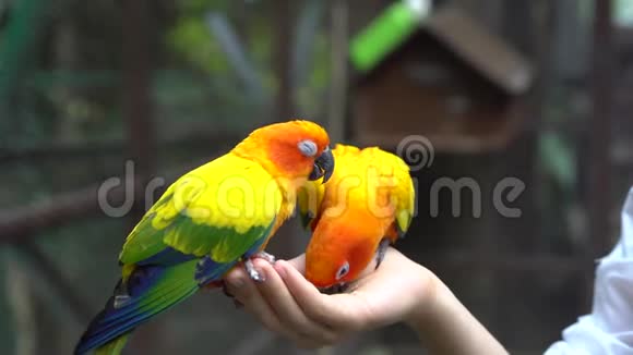 手握和喂养鹦鹉动物护理概念视频的预览图