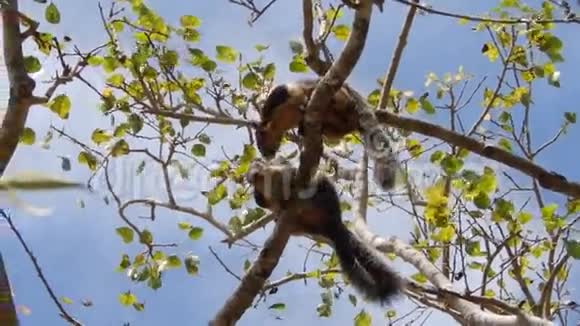 松鼠在接吻斯里兰卡视频的预览图
