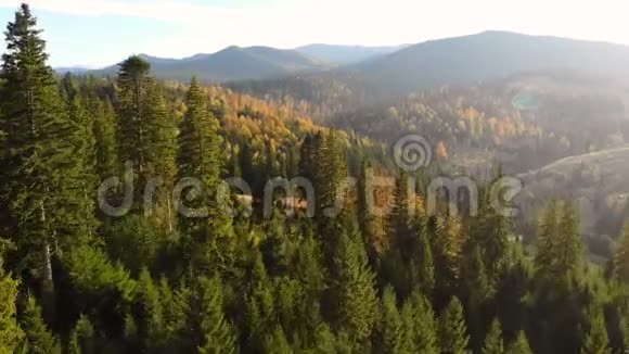 秋天的森林空中的五颜六色的树无人树视频的预览图