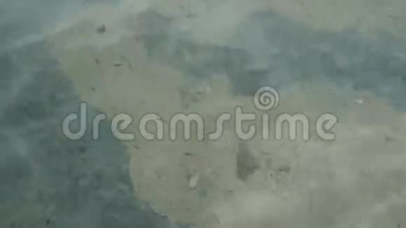 泰国克拉比省拉丁岛海滩小鱼群水晶水晶透明火花纹理背景视频的预览图