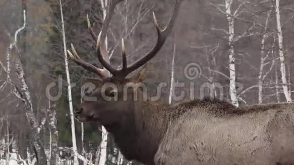 在冬天的森林里看鹿视频的预览图