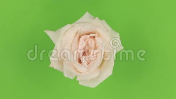 在绿色背景上缓慢旋转的粉红色玫瑰键视频的预览图