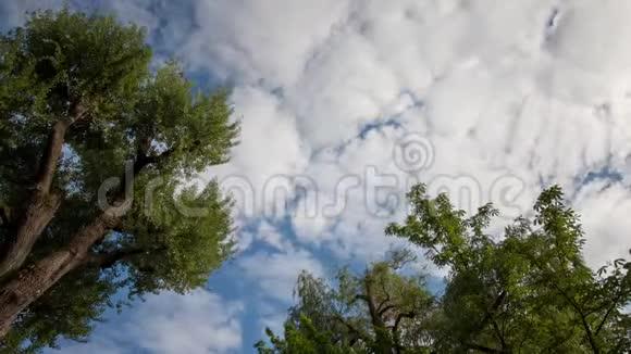 阳光明媚的树枝之上的天空的时间流逝视频的预览图