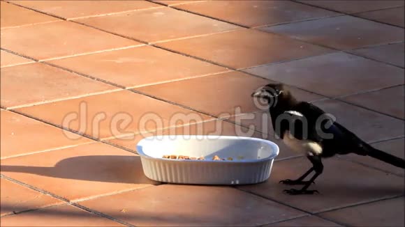 喜鹊啄食罐头视频的预览图