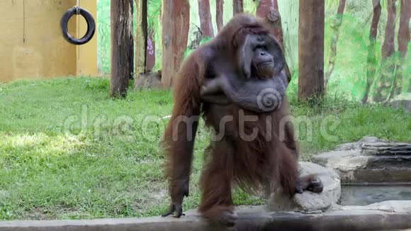 猩猩还把猩猩猩猩或猩猩归类为Pongo属视频的预览图