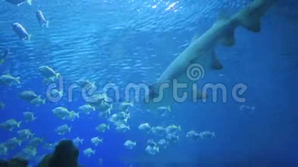 令人惊叹的巨大鲨鱼包围着许多不同的鱼视频的预览图