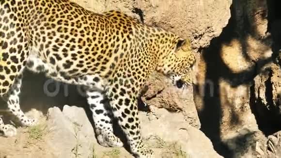 瓦伦西亚生物公园是一个动物感觉自由的地方豹式视频的预览图