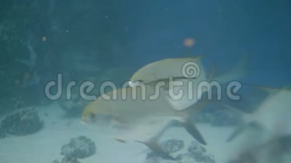 在海底世界海洋馆游泳的鱼透明水族箱里的鱼视频的预览图