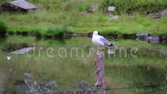 海鸥在湖中央的一个木柱上绿油油的视频的预览图