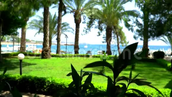 海背景上的棕榈树视频的预览图