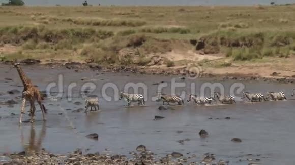斑马穿越马拉河视频的预览图