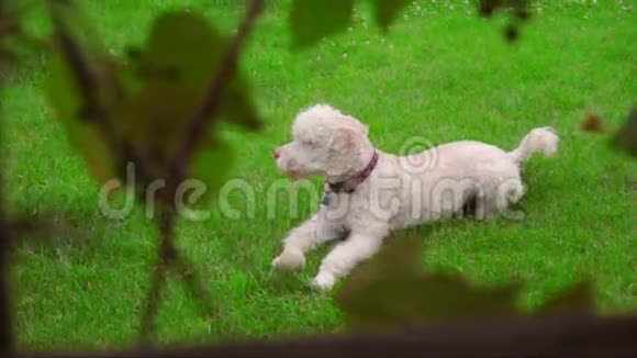白狗躺在绿草上摄像头监视躺在草地上的白狗视频的预览图