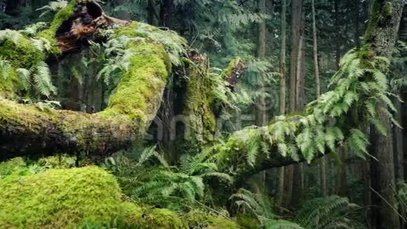 夏季森林中的大老树视频的预览图