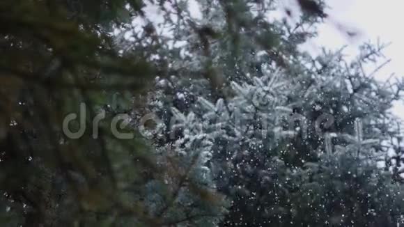 降雪在云杉松林仙境冬天视频的预览图