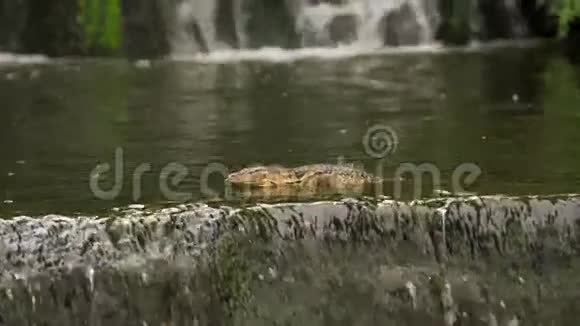 瓦拉努斯在公园的石滩旁的池塘里游泳视频的预览图