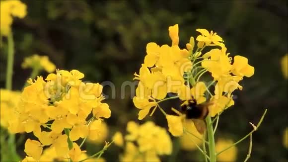 黄花菜籽上的大黄蜂视频的预览图