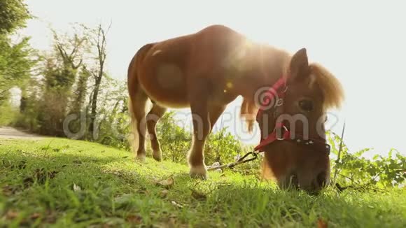 棕色小马在镜头后面吃草小马在吃草特写镜头视频的预览图