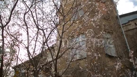 老废弃的房子从街上看有开花的树视频的预览图