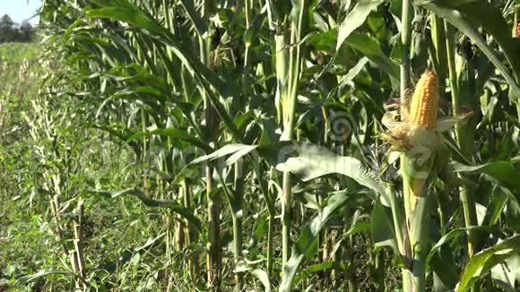农田中的玉米收获植物季节性收获时间4K视频的预览图