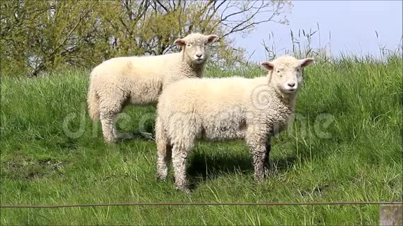两只白羊羔在看视频的预览图