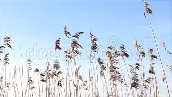 风中吹着淡淡的草视频的预览图