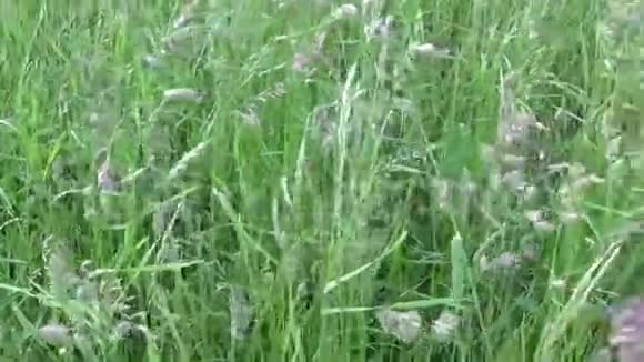 夏季野外活动中的球脚鸭绿草水平全景摄像机用视频的预览图