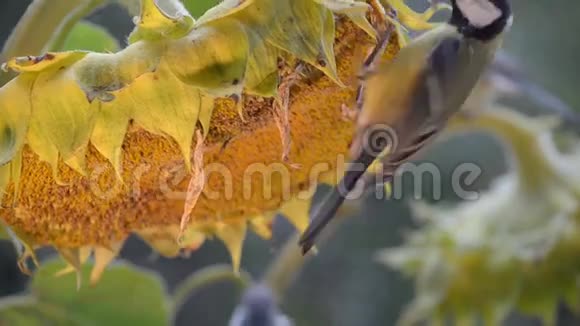 好棒啄向日葵的种子特写人工照明视频的预览图