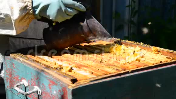 养蜂人吸蜂烟驱走蜜蜂视频的预览图