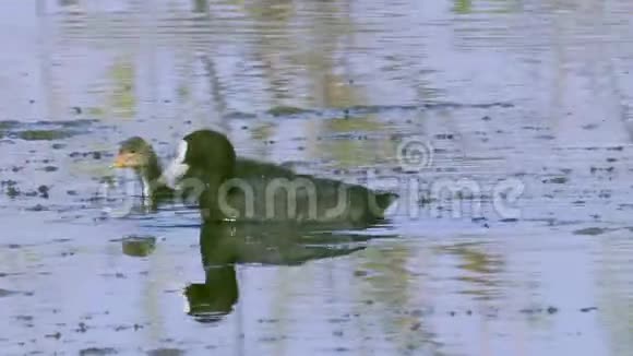 一只野鸟在湖里游泳寻找可食用的藻类吃藻类喂养它的小鸡视频的预览图