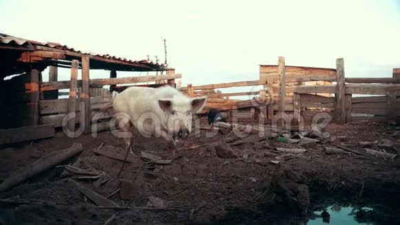 猪在动物农场的牧场上散步小猪在农村农场看摄像机视频的预览图