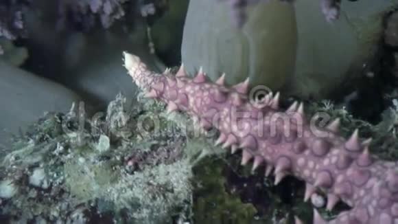 海底的海星在海底的背景下视频的预览图