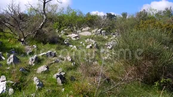 山中的石土树木生长的地方花草树木视频的预览图