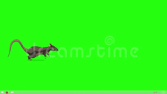 棕色老鼠运行动画Chroma键视频的预览图
