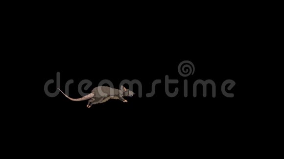 布朗老鼠来回跳跃动画阿尔法马特视频的预览图