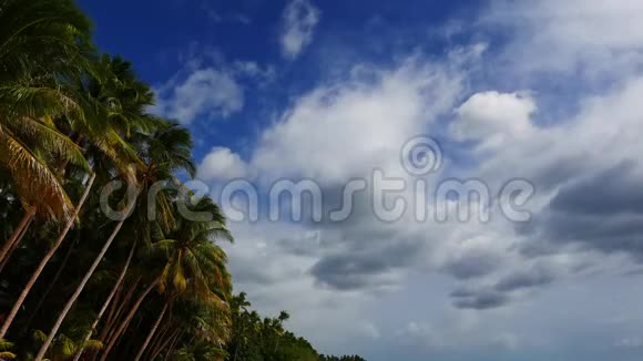 棕榈树上的云视频的预览图