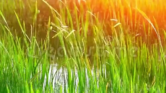 沼泽里的草视频的预览图