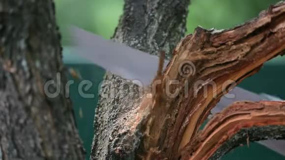 夏天戴帽子的年轻人在树上锯树枝把木头锯下来视频的预览图