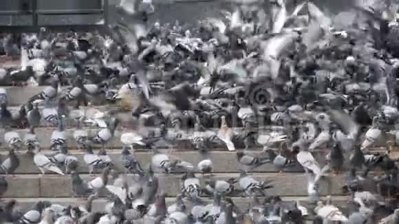 巨大的鸽子窝在城市街的台阶上慢动作吃食物视频的预览图
