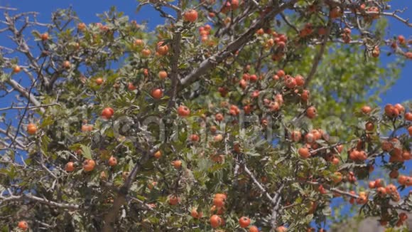 山楂树的灌木克里米亚泽勒诺戈里视频的预览图
