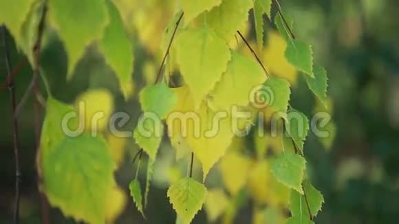 黄桦树在阳光下叶子视频的预览图