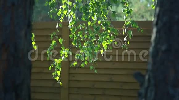 黄桦树在阳光下叶子视频的预览图