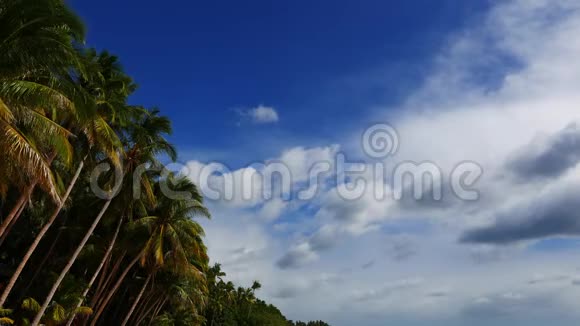 棕榈树上的云视频的预览图