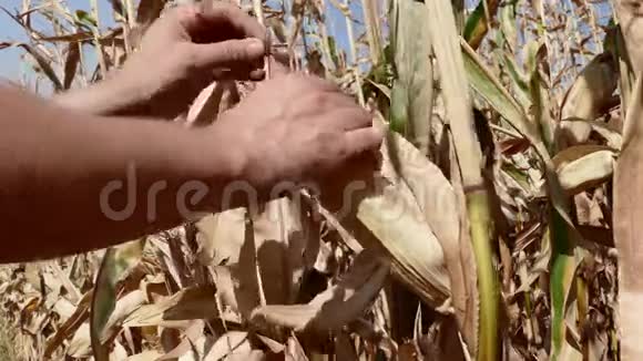 农夫打开玉米穗视频的预览图