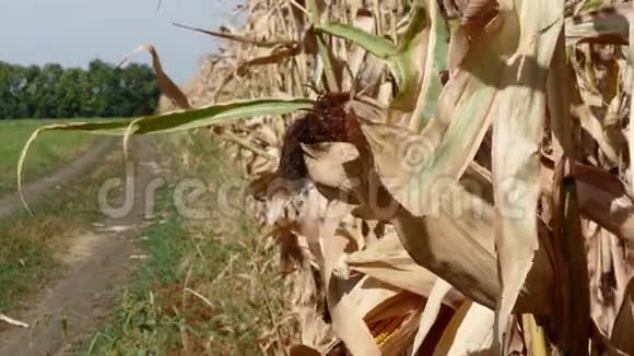 农夫打开玉米穗视频的预览图