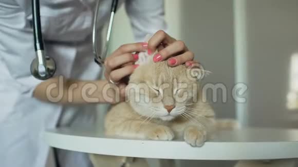 兽医办公室用听诊器检查猫的兽医妇女特写视频的预览图