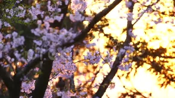 日落时的日本樱花视频的预览图