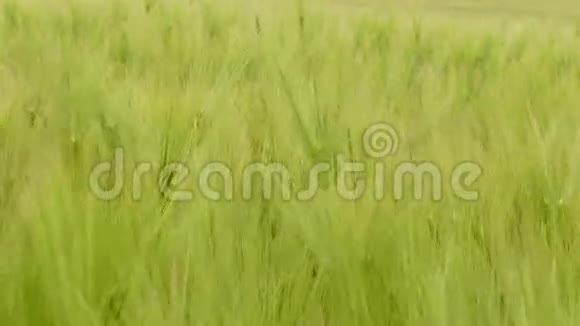 绿色小麦随风舞动视频的预览图