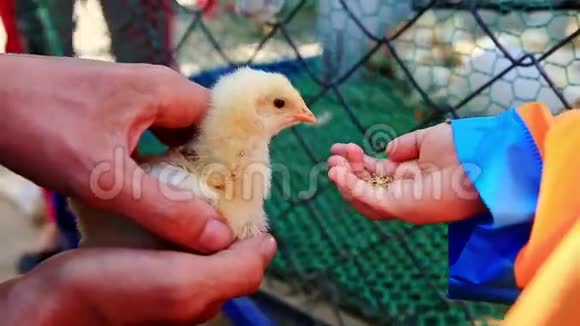 小女孩在农场尝试用手恐惧喂养小鸡视频的预览图