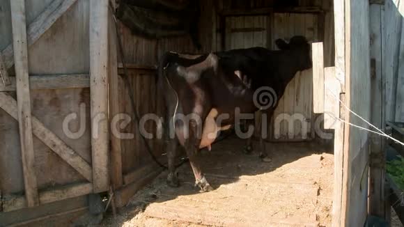 奶牛场的谷仓里站着的奶牛视频的预览图